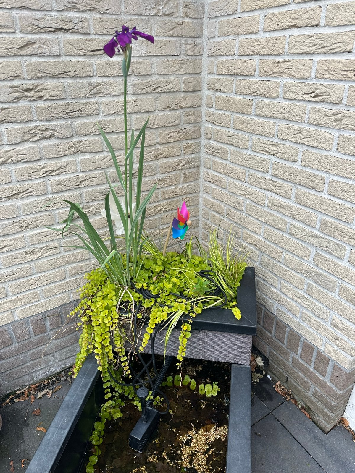 Gratis waterplanten, Tuin en Terras, Vijvers, Ophalen, Gebruikt