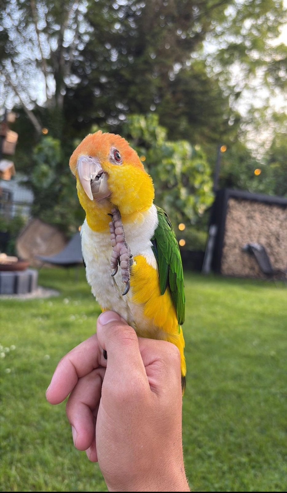 Tamme Roeskop caique, Vrouwelijk, Papegaai, Tam