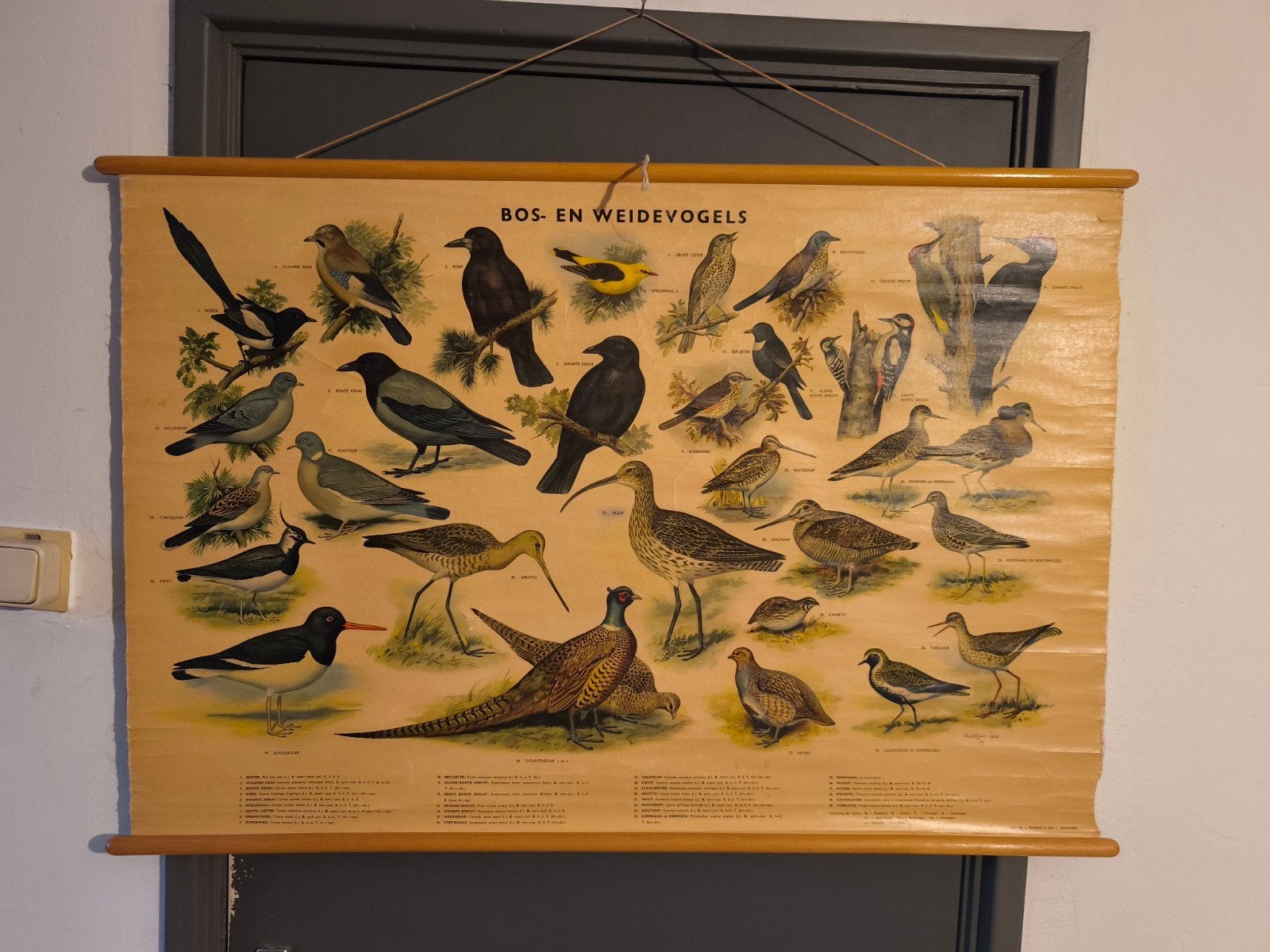 Vintage schoolkaart Bos- en Weidevogels - Thieme Zutphen, Ophalen of Verzenden