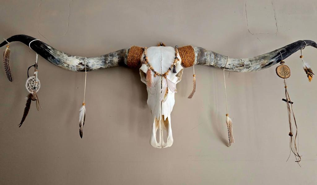 Texas Longhorn 170 x 50, Ophalen