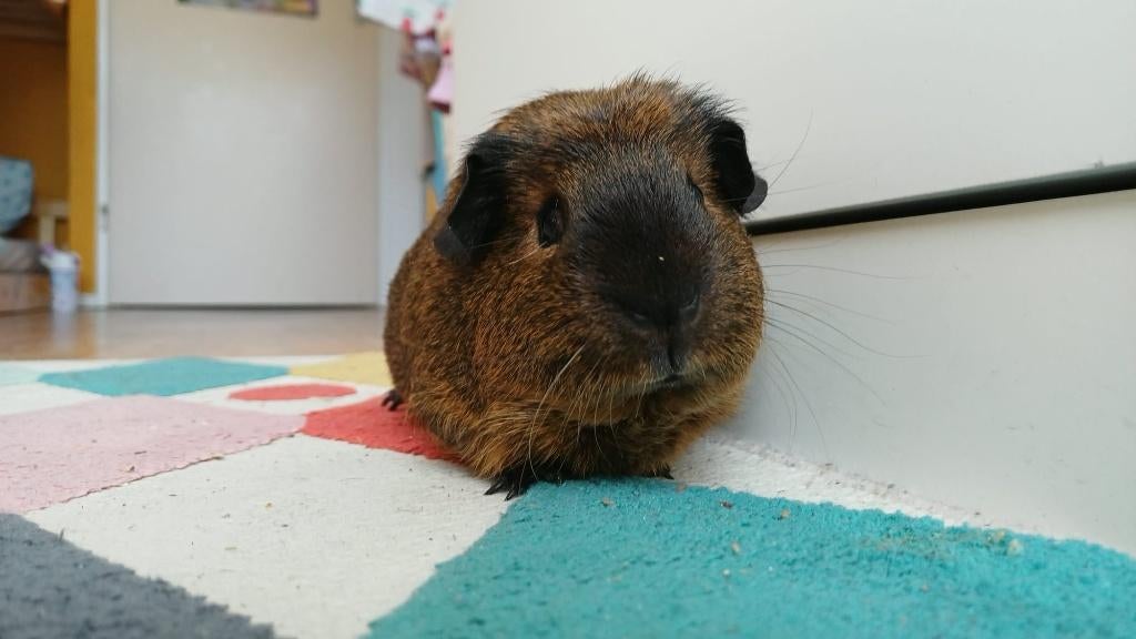 Cavia 's gratis op te halen (met hok), Cavia, Vrouwelijk, Tam, September