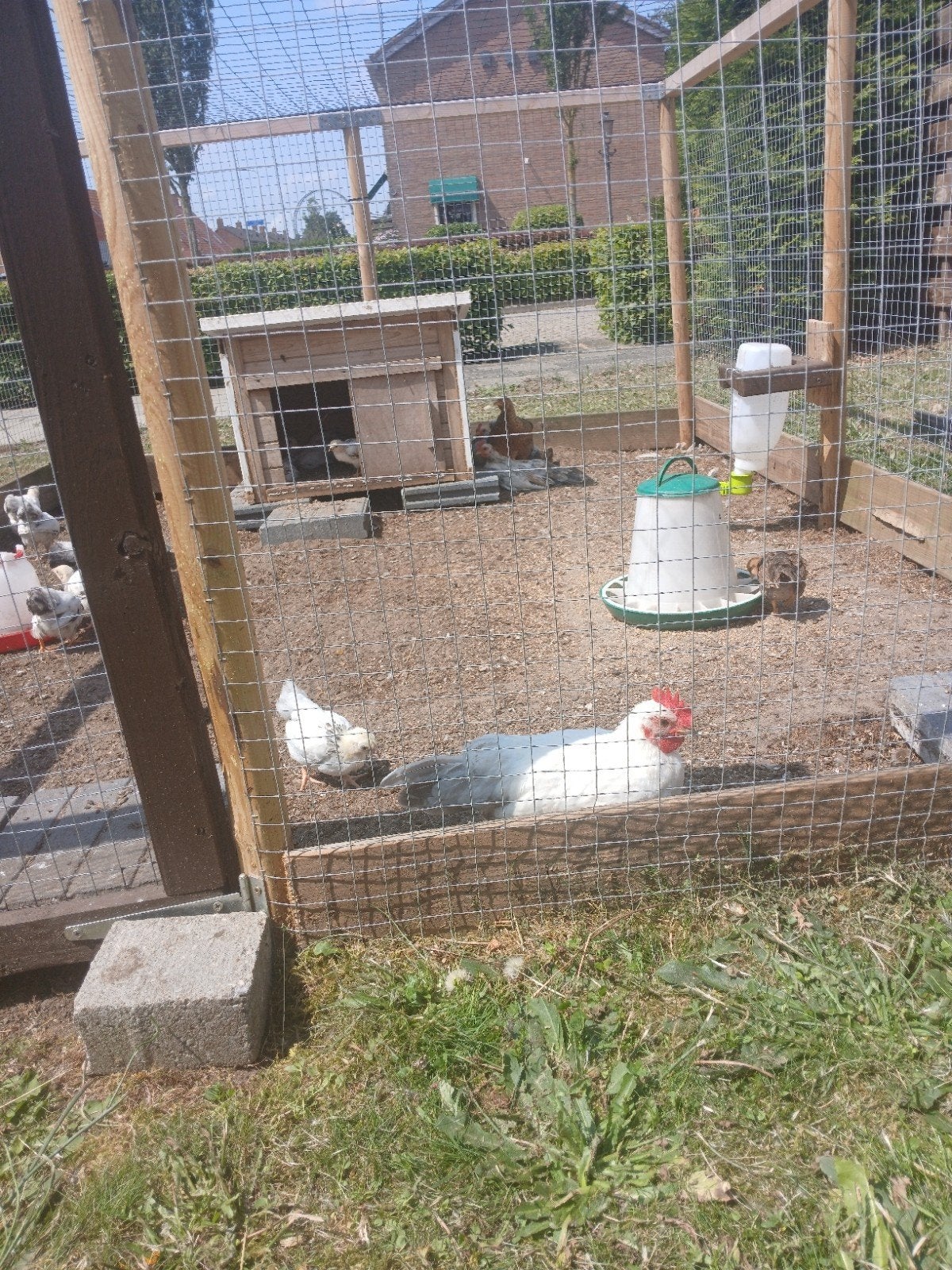 3 serama haantjes, Dieren en Toebehoren, Pluimvee, Mannelijk, Kip