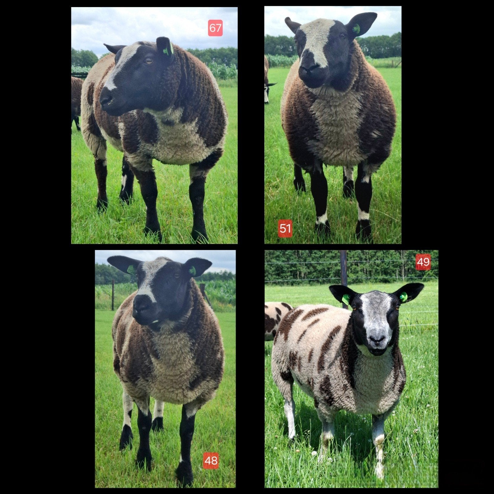 Keuze uit 4 bonte dekrammen / bonte dekram, Dieren en Toebehoren, Schapen, Geiten en Varkens, Mannelijk, Schaap, 0 tot 2 jaar