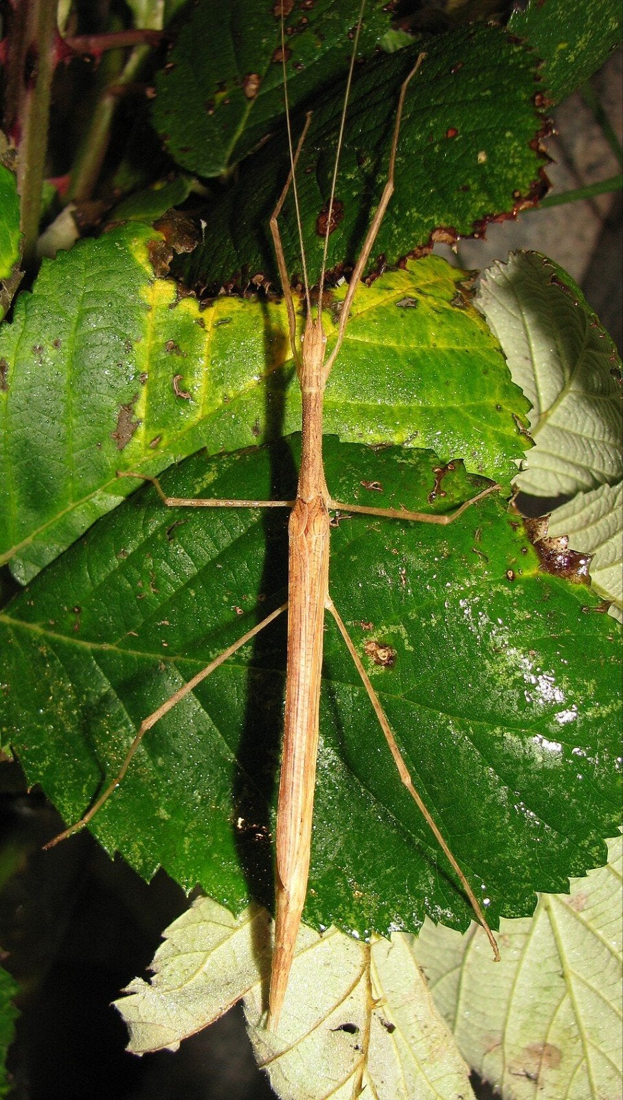 Eitjes wandelende tak: Sipyloidea chlorotica, Dieren en Toebehoren, Wandelende tak