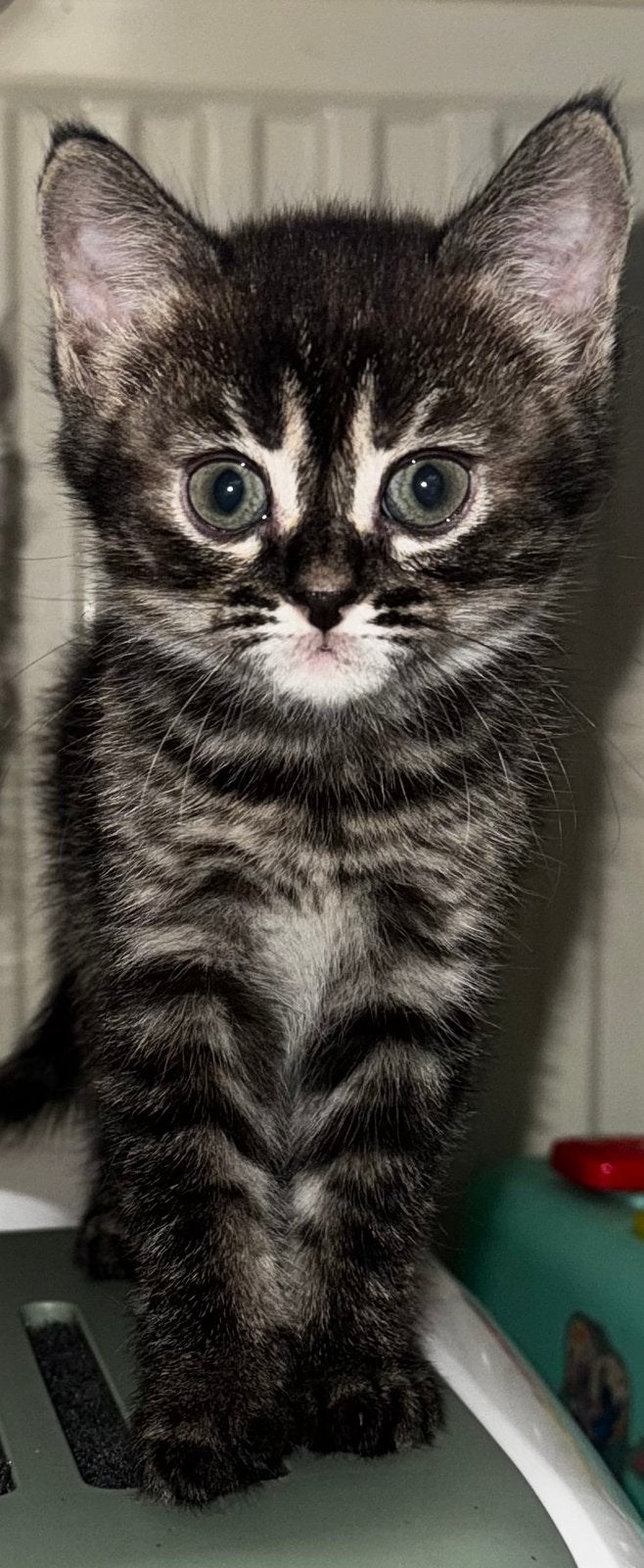 Brits langhaar x bengaal kitten, Dieren en Toebehoren, Katten en Kittens | Overige Katten, Poes, 0 tot 2 jaar
