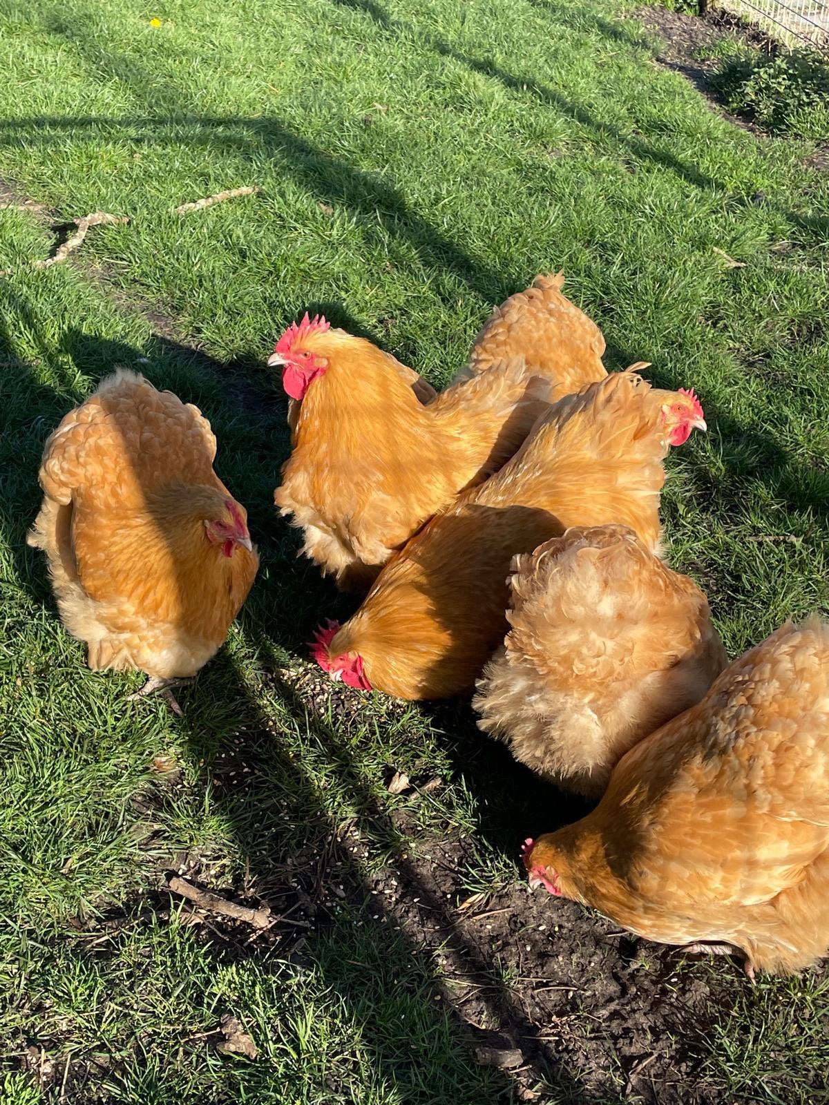 Toom Orpington buff groot te koop!, Meerdere dieren, Kip