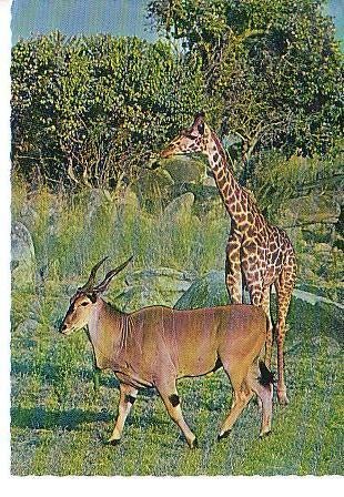 Ansichtkaart	Giraffe	& Elandantilope, Verzenden, 1960 tot 1980, Ongelopen, Wild dier