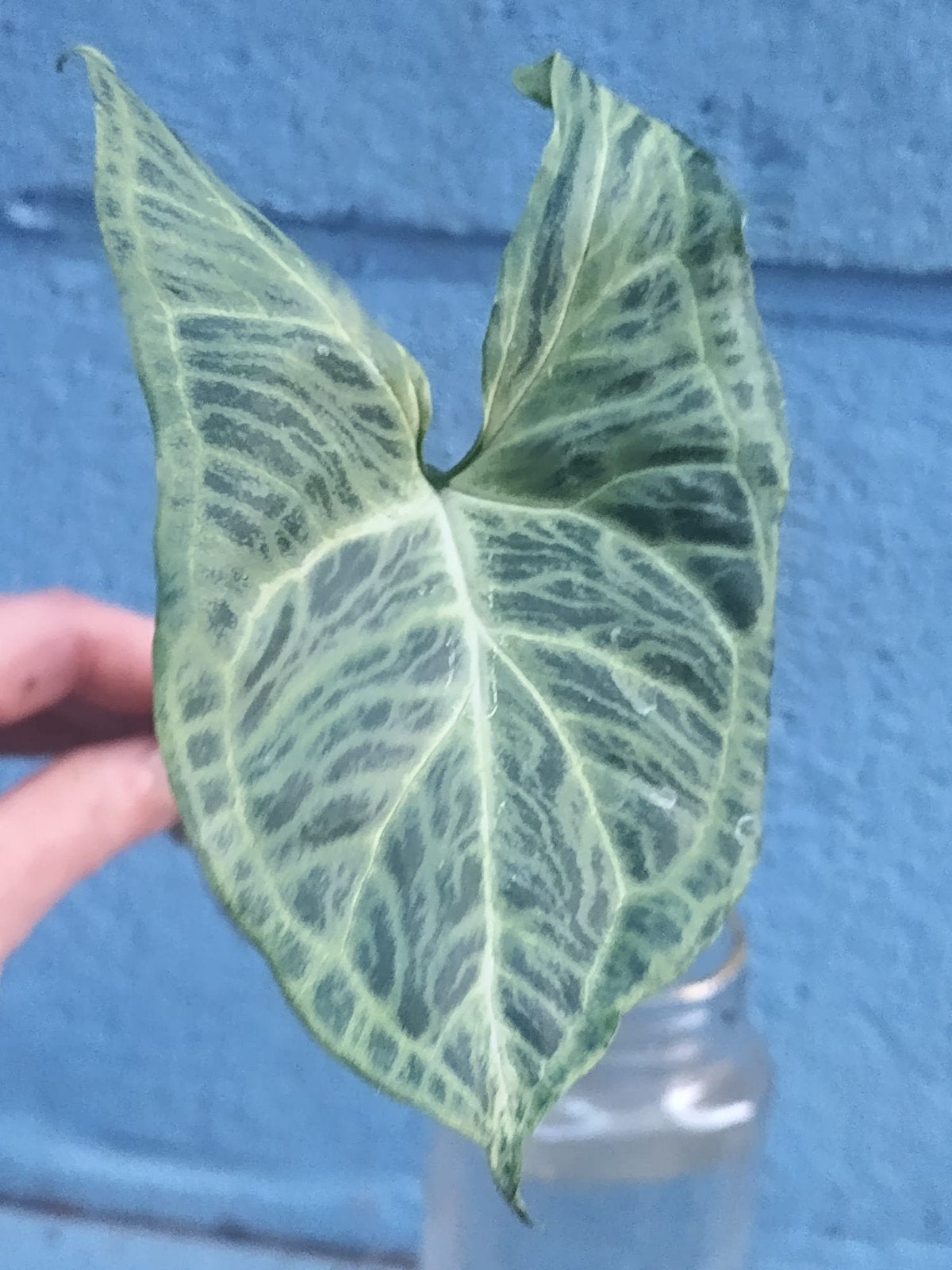 Syngonium Batik, Huis en Inrichting, Kamerplanten, Ophalen of Verzenden, Halfschaduw, Minder dan 100 cm