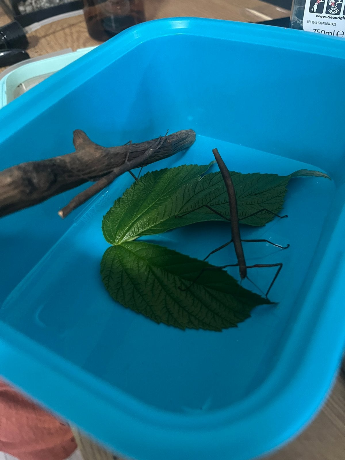 Wandelende takken te koop, Dieren en Toebehoren, Insecten en Spinnen, Wandelende tak