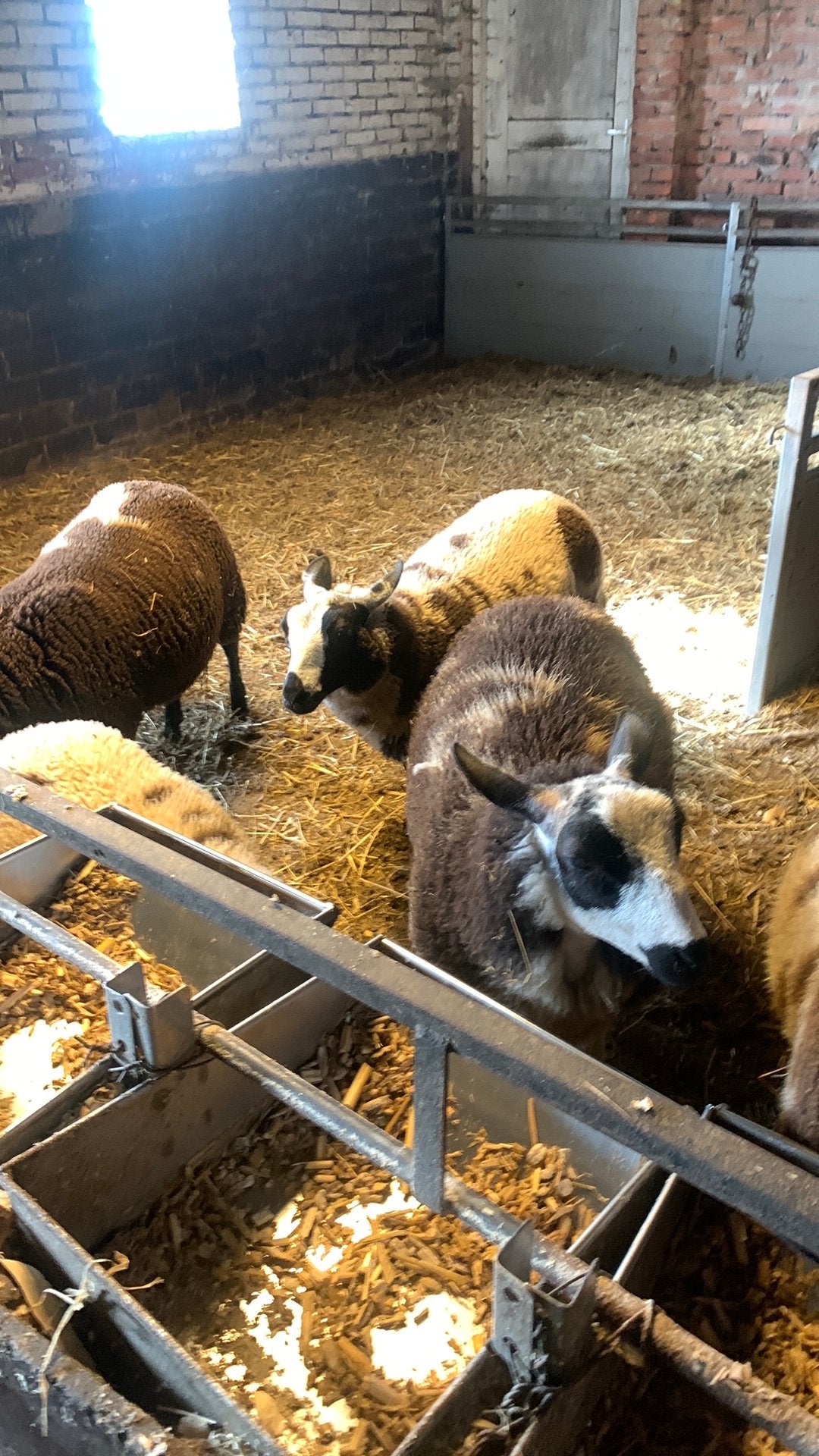 Mooie bonte ooi lammeren, Dieren en Toebehoren, Schapen, Geiten en Varkens, Vrouwelijk, Schaap