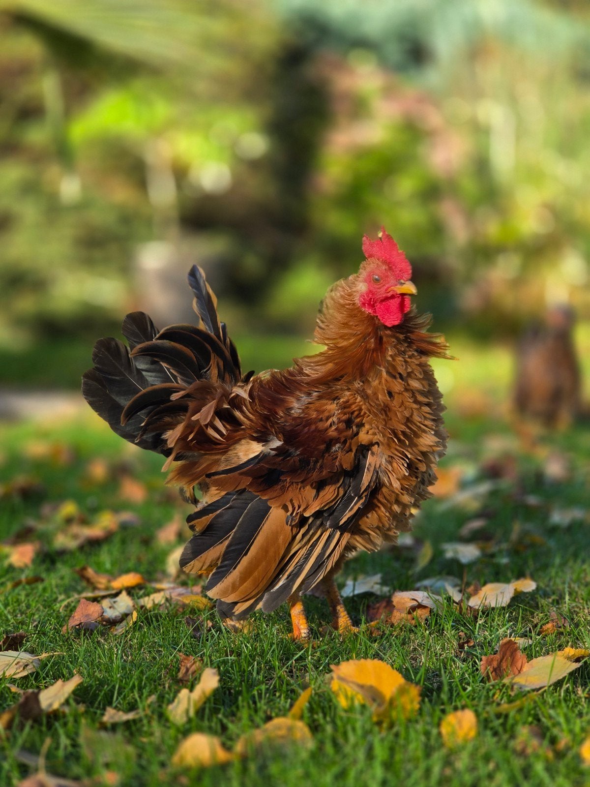 super leuk serama krul haantje, Dieren en Toebehoren