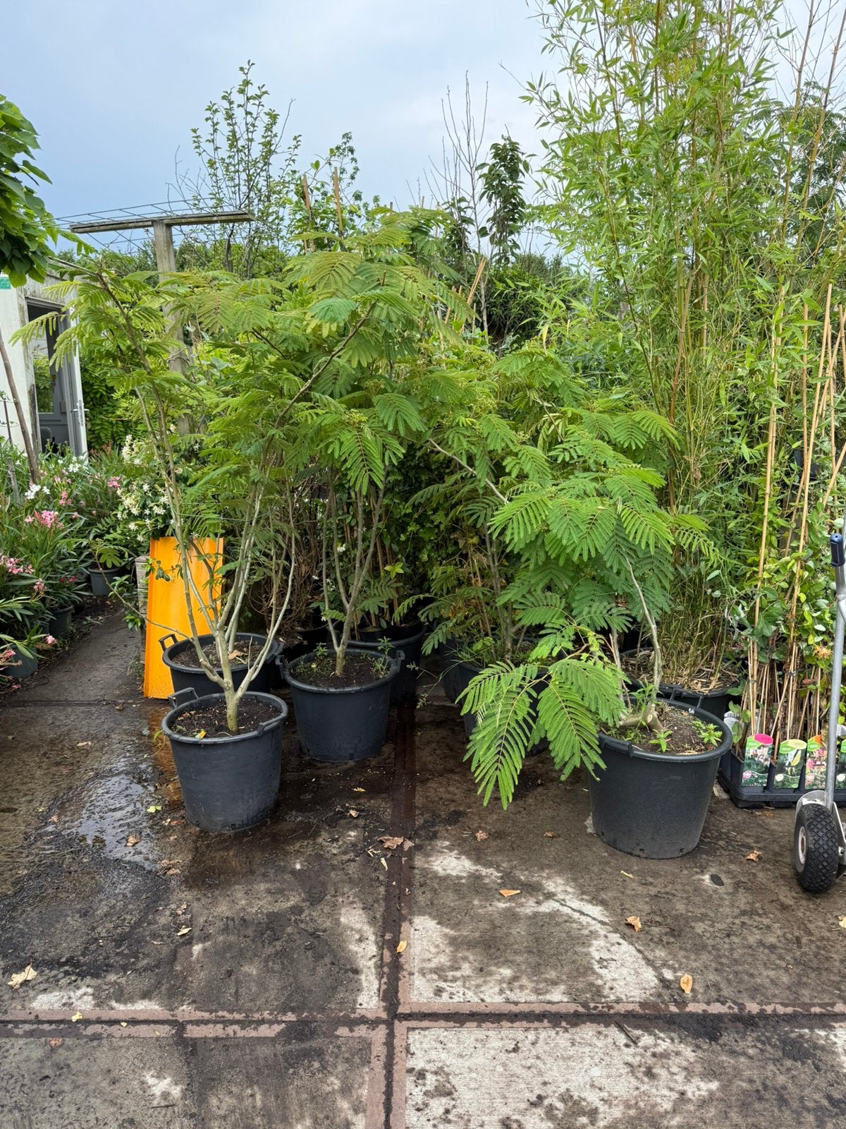 Albizia of slaap bboom struik meer stammig bol in knop 49,95, Volle zon, Vaste plant, Zomer, Ophalen