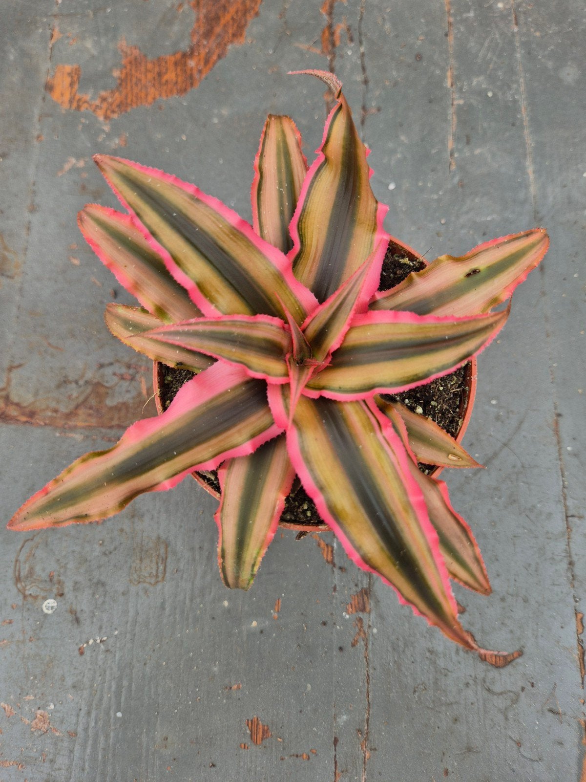 Cryptanthus p9 (4)