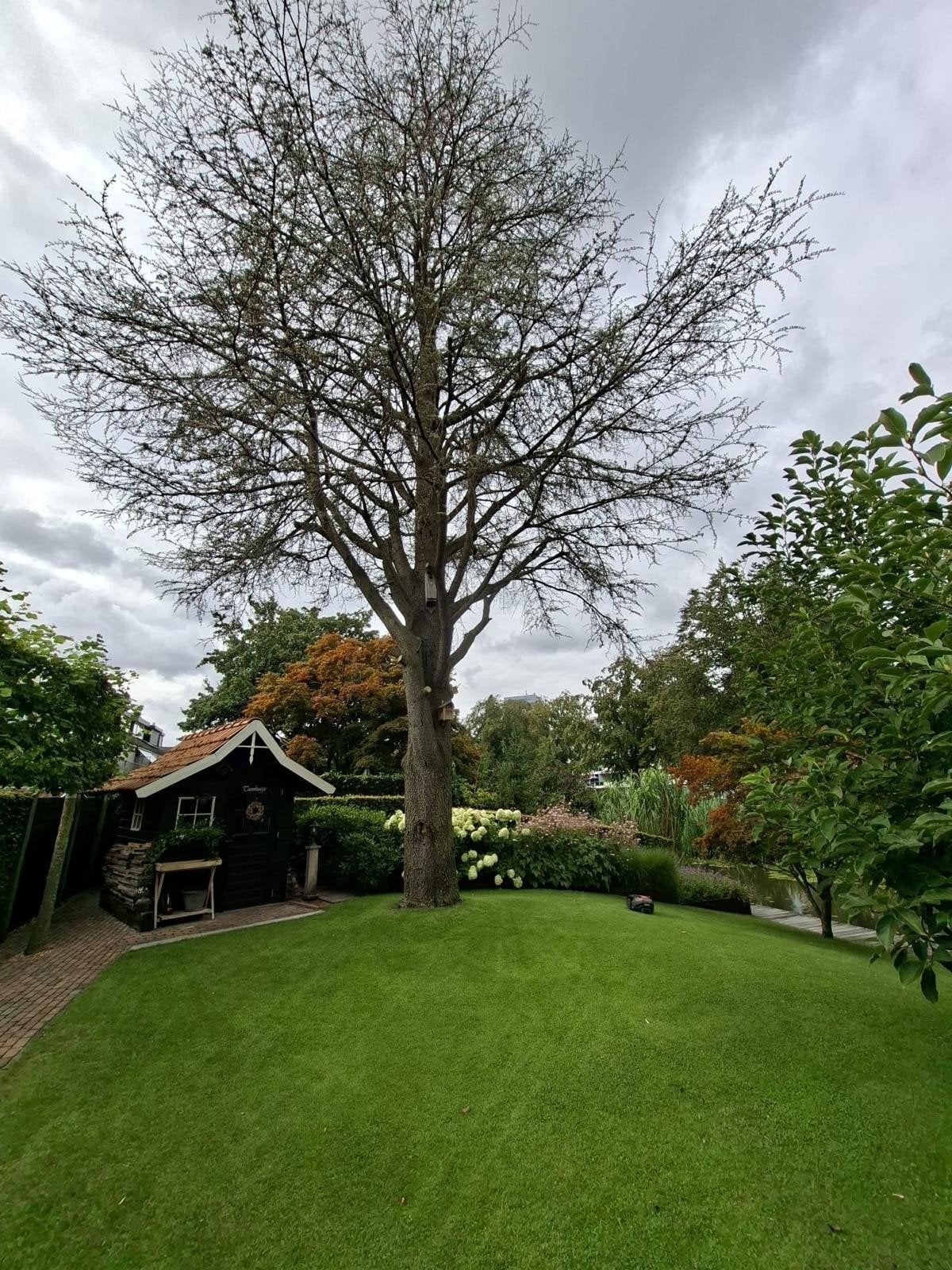 Dode Atlas Ceder boom  gratis af te halen, Ophalen of Verzenden, Halfschaduw, Overige soorten, 100 tot 250 cm