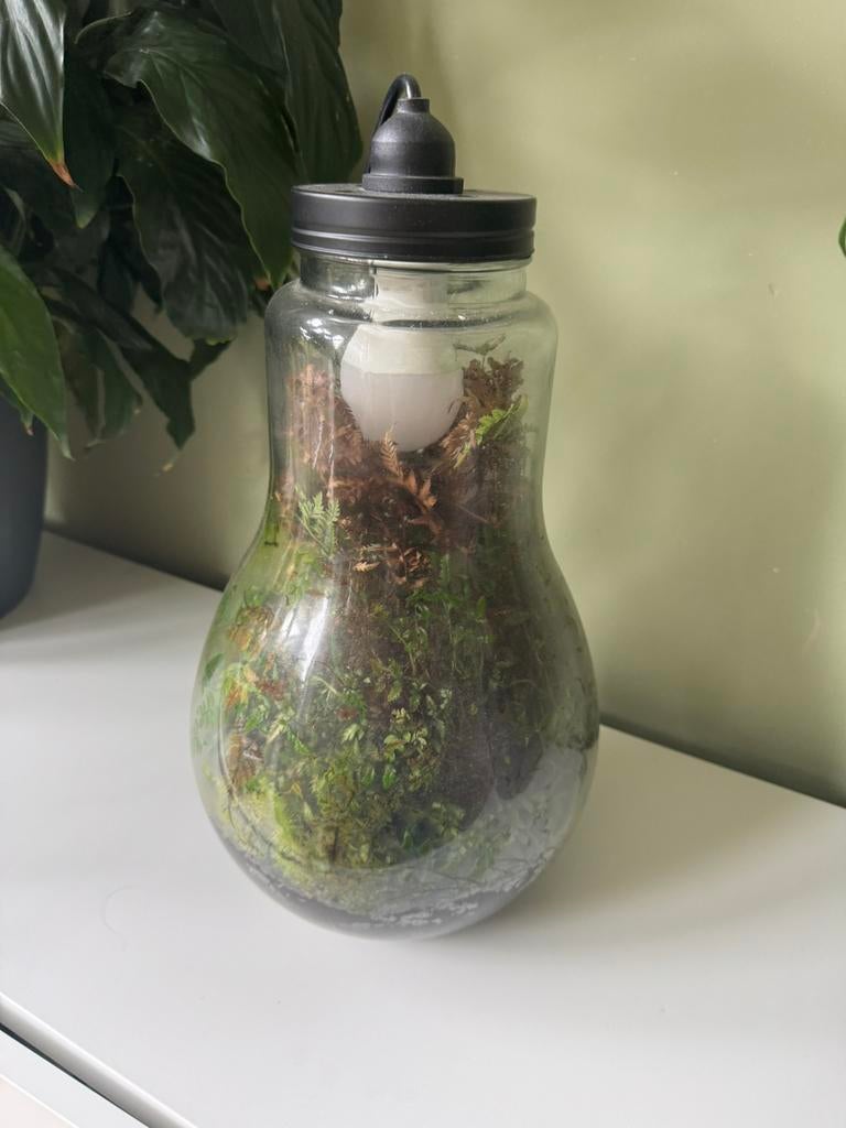 Terarrium lamp, Ophalen, Zo goed als nieuw, E27 (groot), Led-lamp