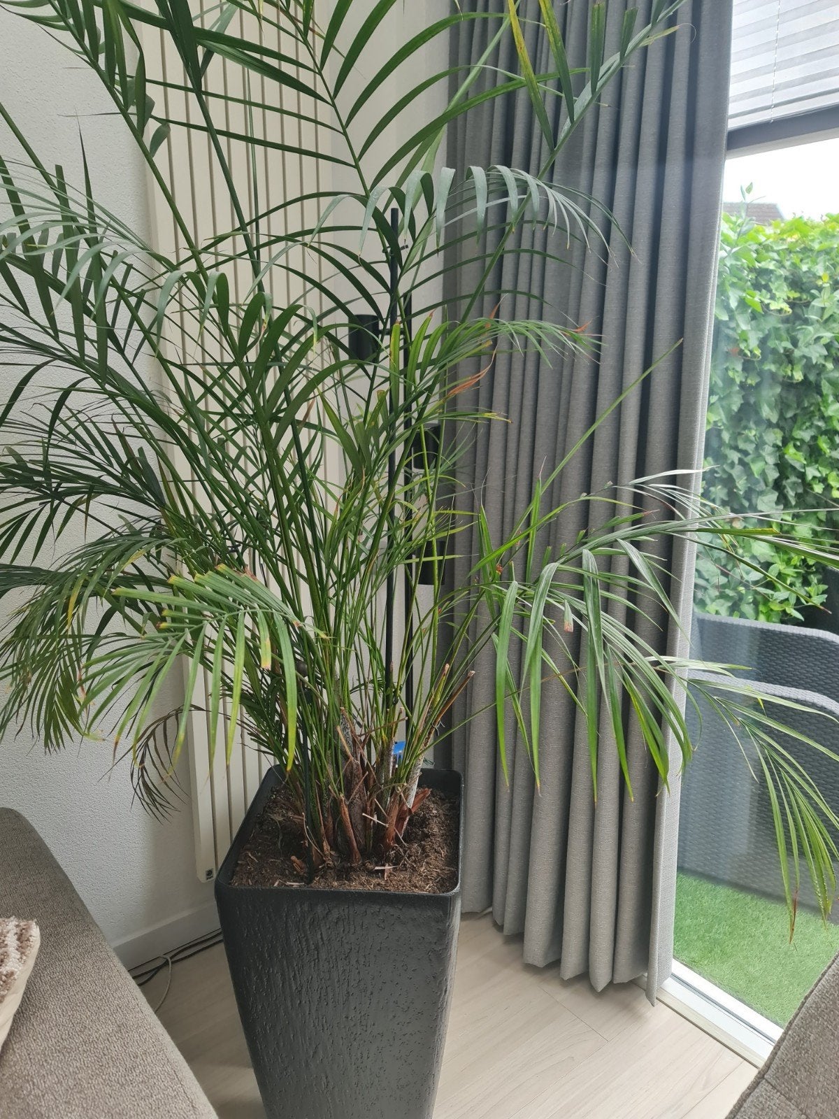 Grote Areca Palm in Pot - Kamerplant, Ophalen, Palm, Halfschaduw, In pot