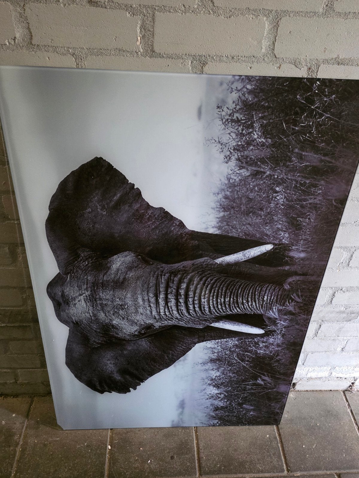 Prachtige olifantenprint op glas - Zo goed als nieuw, Ophalen, 50 – 75, 100 tot 125 cm, Print