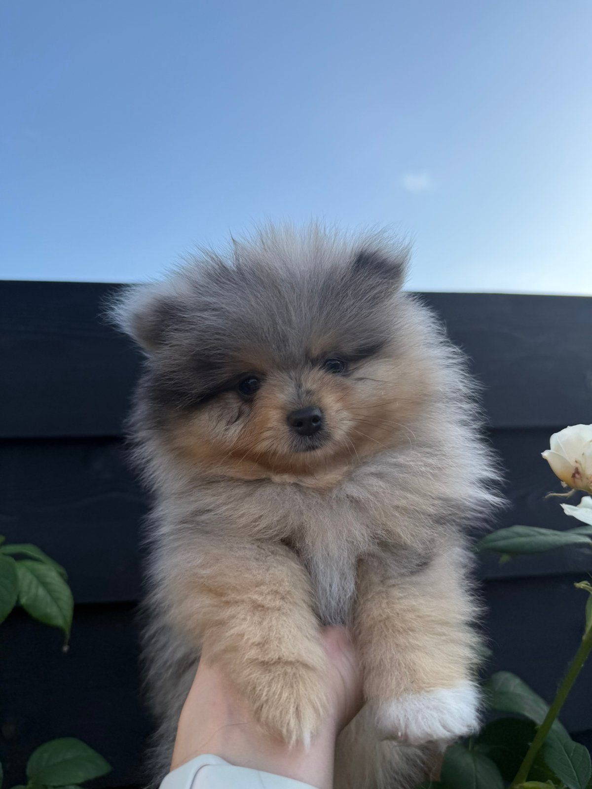 1 blue merle reutje raszuiver pomeranian pomeriaan bearface, Parvo, Keeshond, Reu, 8 tot 15 weken