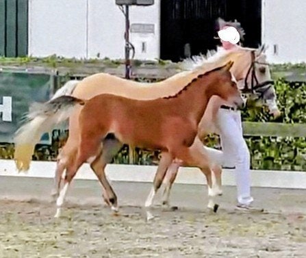 Chique 1e premie WPBR merrie veulen, kleur: bruin - c maat, Merrie, Met stamboom, Dressuurpony, Niet van toepassing