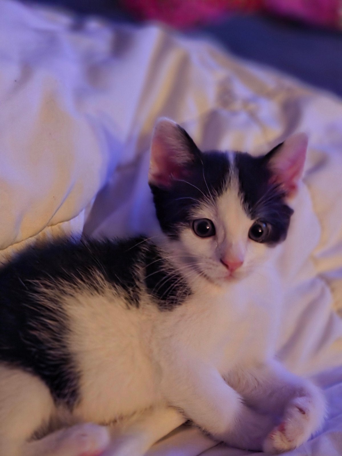 Mooie Kittens, Meerdere dieren, 0 tot 2 jaar