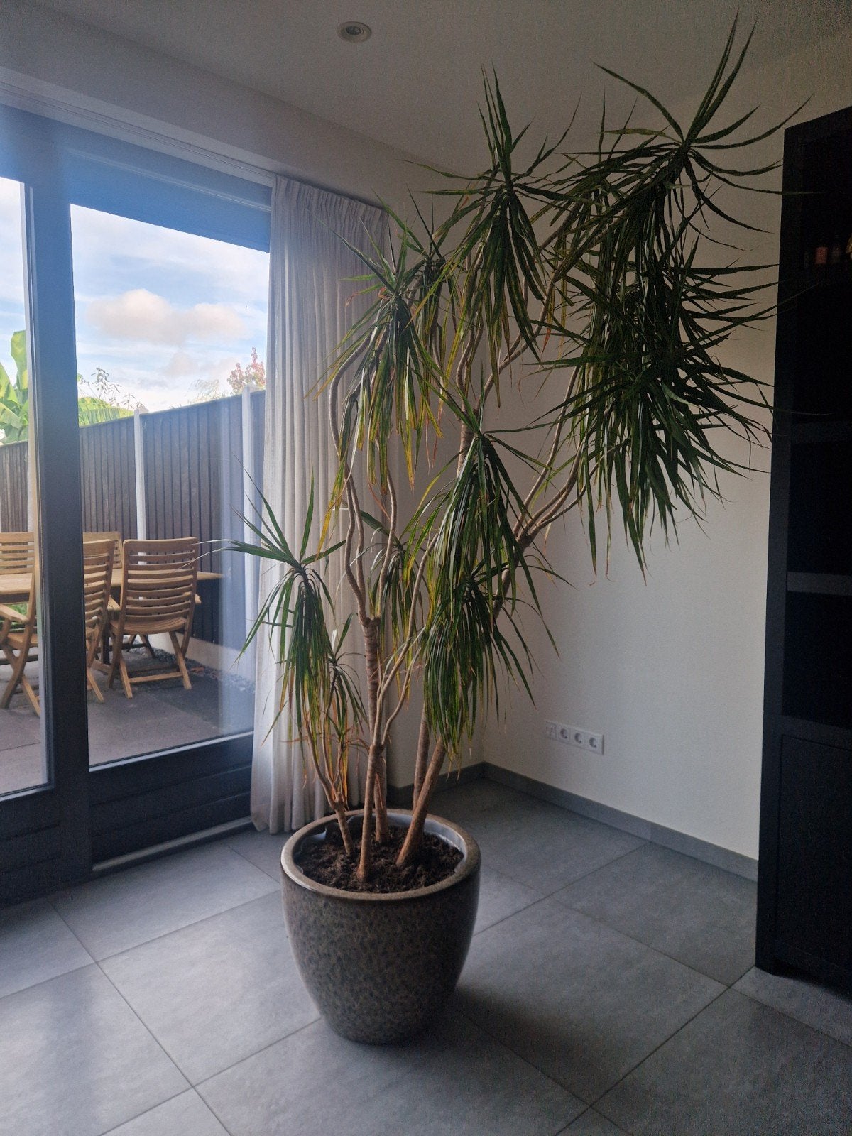 Dracaena kamerplant (exclusief pot), Ophalen, Overige soorten, Halfschaduw, In pot