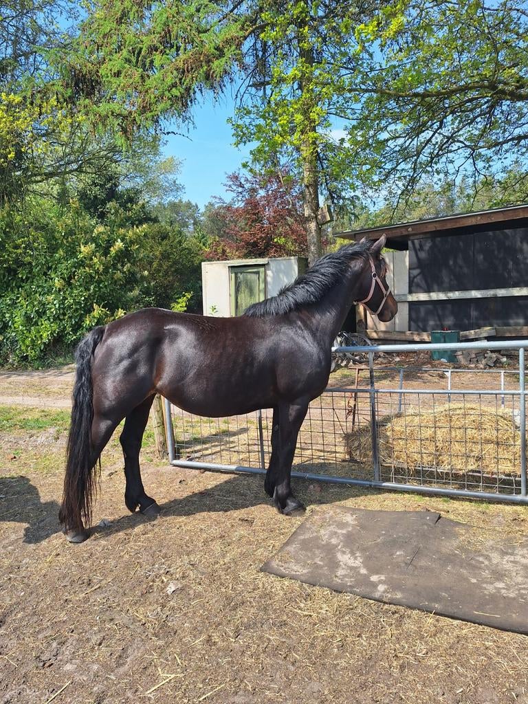 Fries x kruising kwpn Merrie Gereserveerd tot vrijdag 8-5, Dieren en Toebehoren, Paarden, Merrie, Recreatiepaard