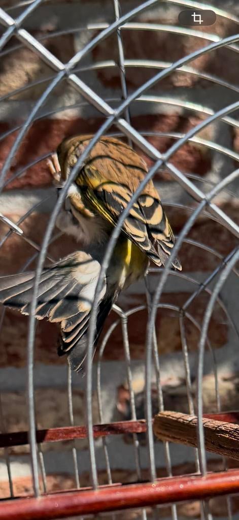 Kanarie kruis putter, Dieren en Toebehoren, Vogels | Overige Vogels, Mannelijk