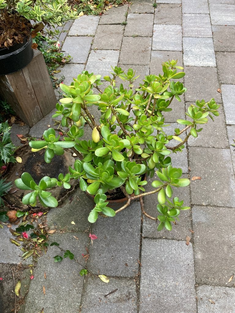 Kamerplant Jadeplant, Ophalen, Vetplant, Halfschaduw, In pot
