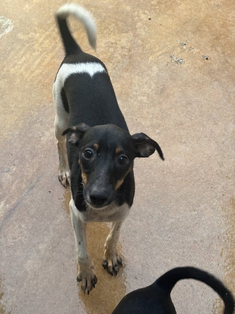 ACE: Lemonade, tof hondje met een goede portie energie, Dieren en Toebehoren, Particulier, Reu, 8 tot 15 weken, Buitenland