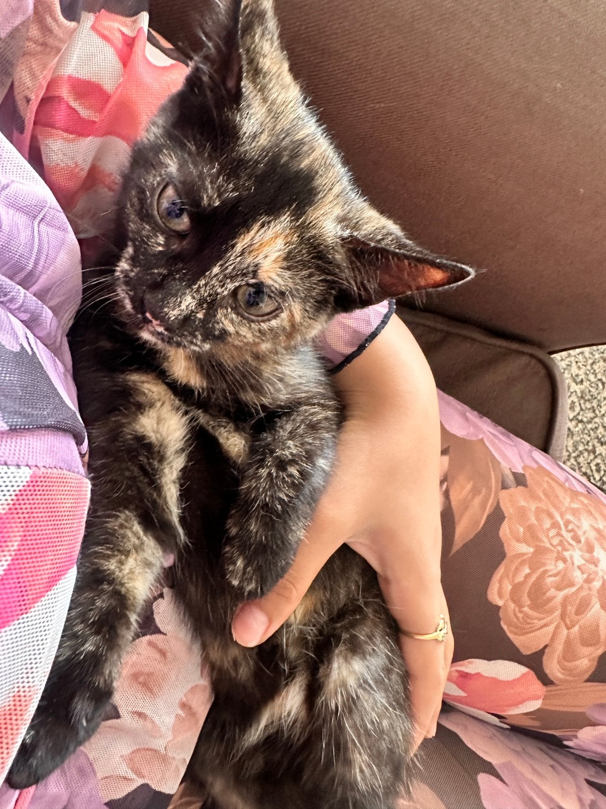 25€ Twee kittens voor adoptie, Dieren en Toebehoren