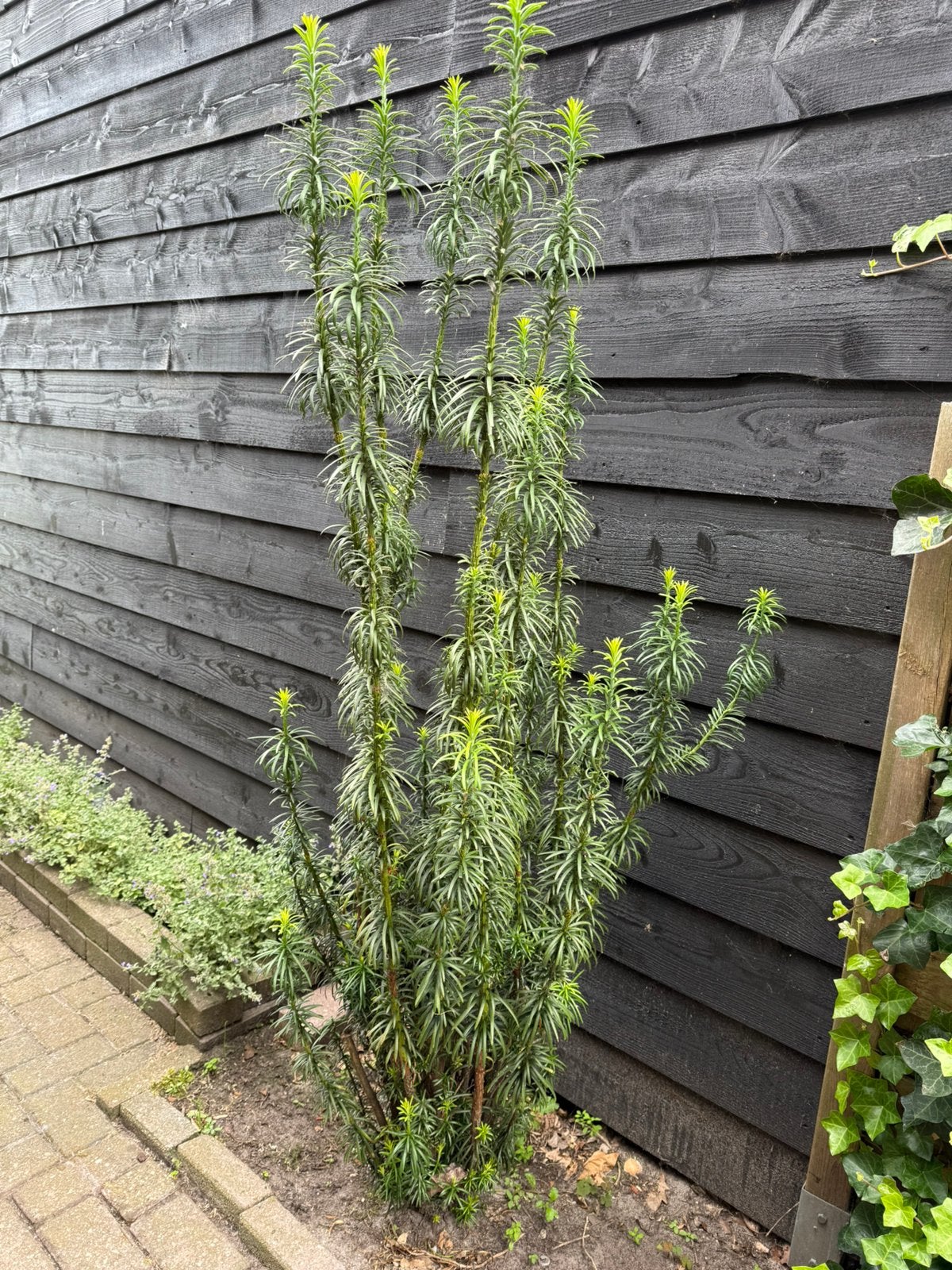 Vaste tuinplant (Taxus) gratis, Tuin en Terras, Planten | Bomen, Overige soorten, Halfschaduw, Bloeit niet, Ophalen
