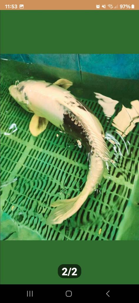 Jumbo koi, Karper of Koi