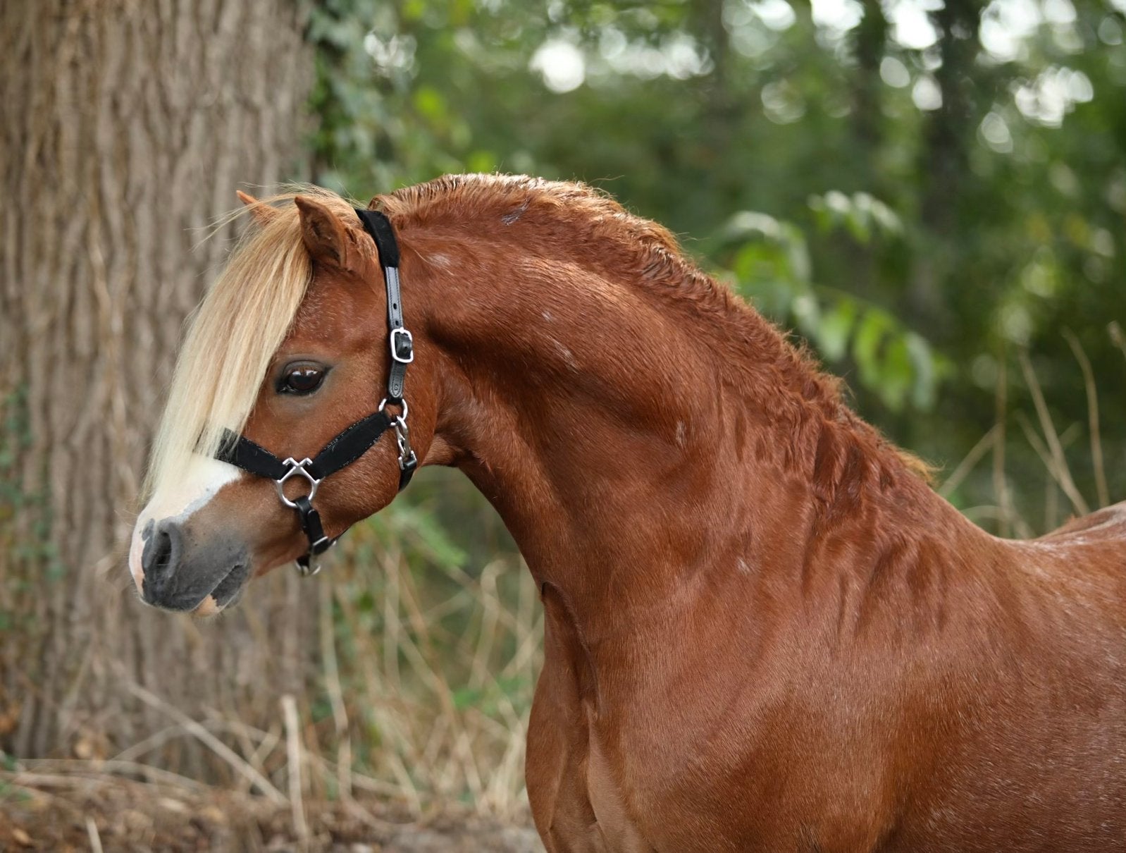 Verschillende welsh pony’s te koop, Merrie, Met stamboom, 3 tot 6 jaar, B pony (1.17m tot 1.27m)