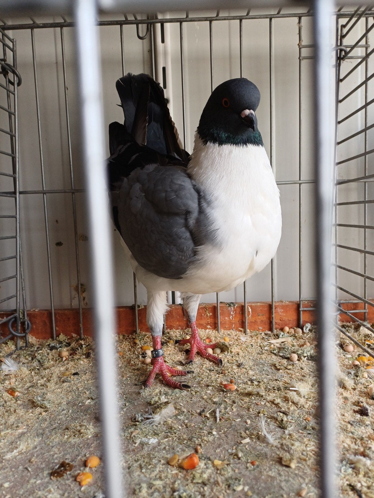 duitse modena gazzi blauw zwart geband, Dieren en Toebehoren, Vrouwelijk