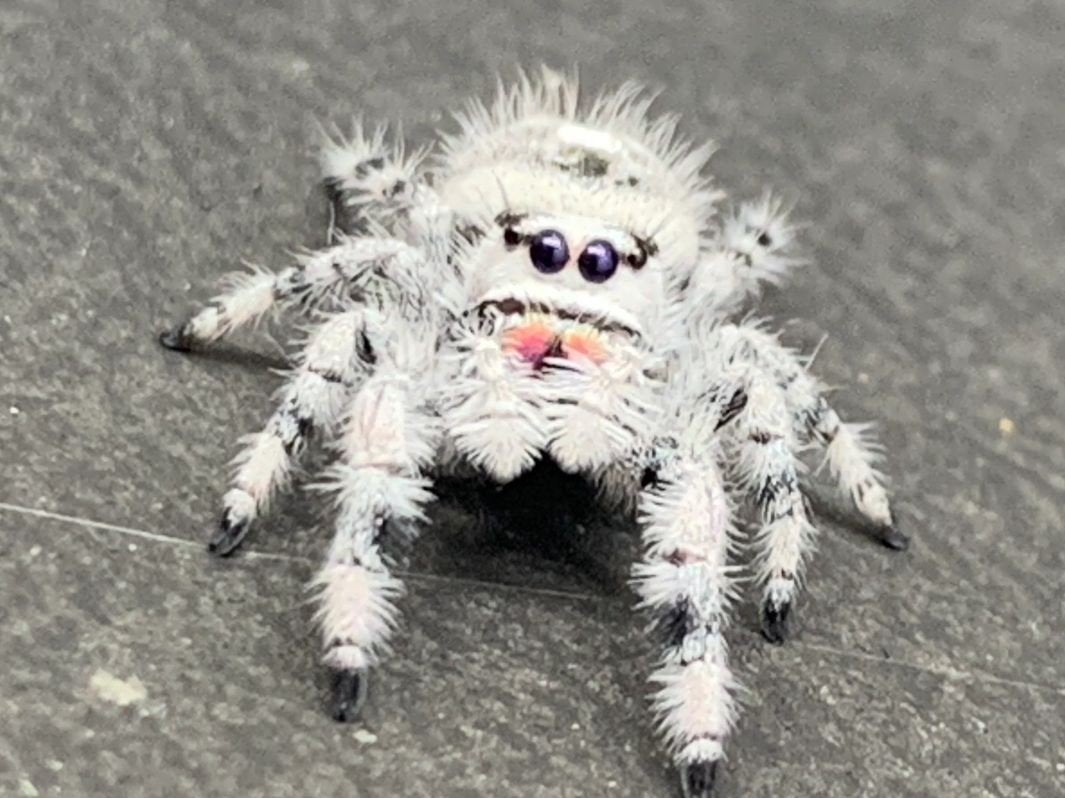 Phidippus regius White Bahamas, Dieren en Toebehoren, Spin of Schorpioen