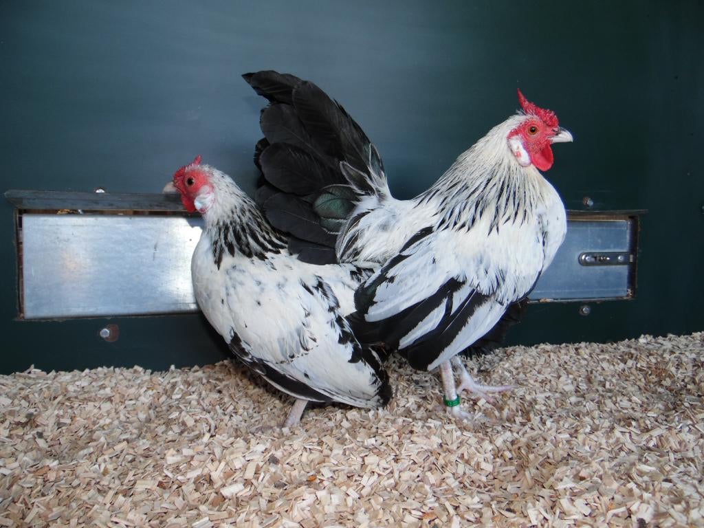 Java krielkippen | Mooie kippen | Passend advies, Dieren en Toebehoren, Pluimvee, Meerdere dieren, Kip