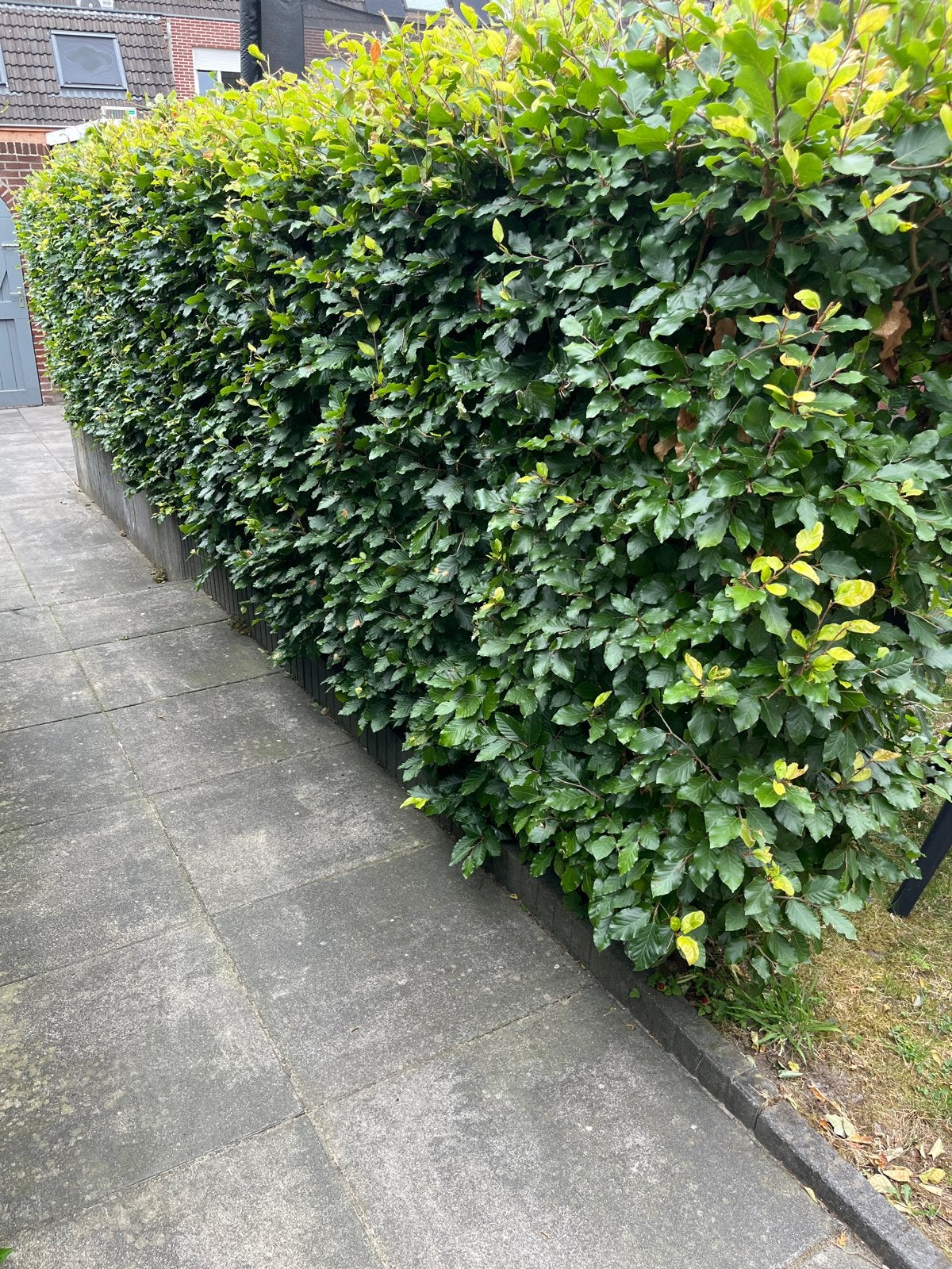 Beukenhaag - Groene Haagplant, Tuin en Terras, Ophalen, Beukenhaag, Haag, 100 tot 250 cm