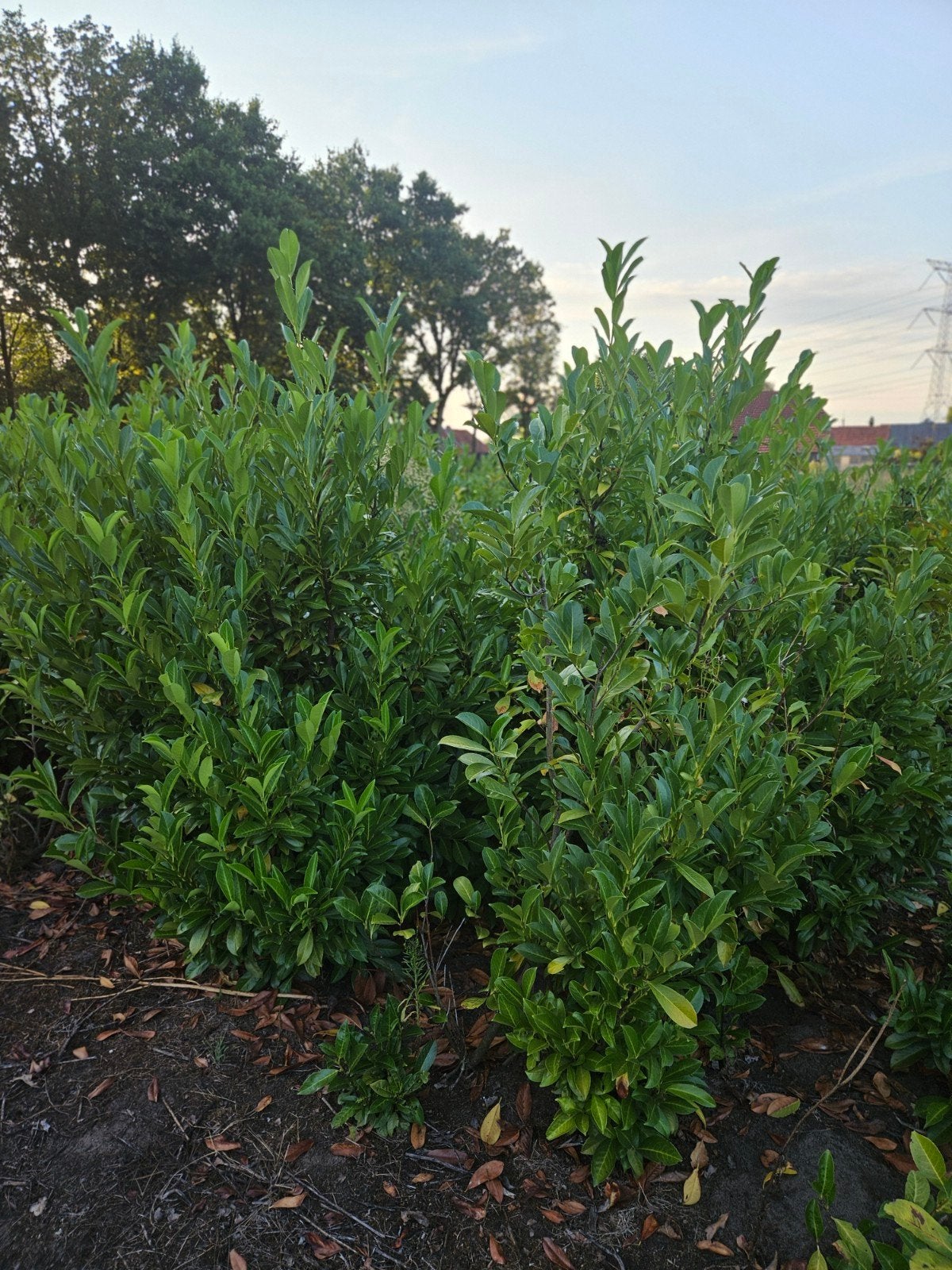 Laurier prunus laurocerasus rotundifolia tot 250cm hoog, Tuin en Terras, Ophalen, Laurier, Haag, 100 tot 250 cm