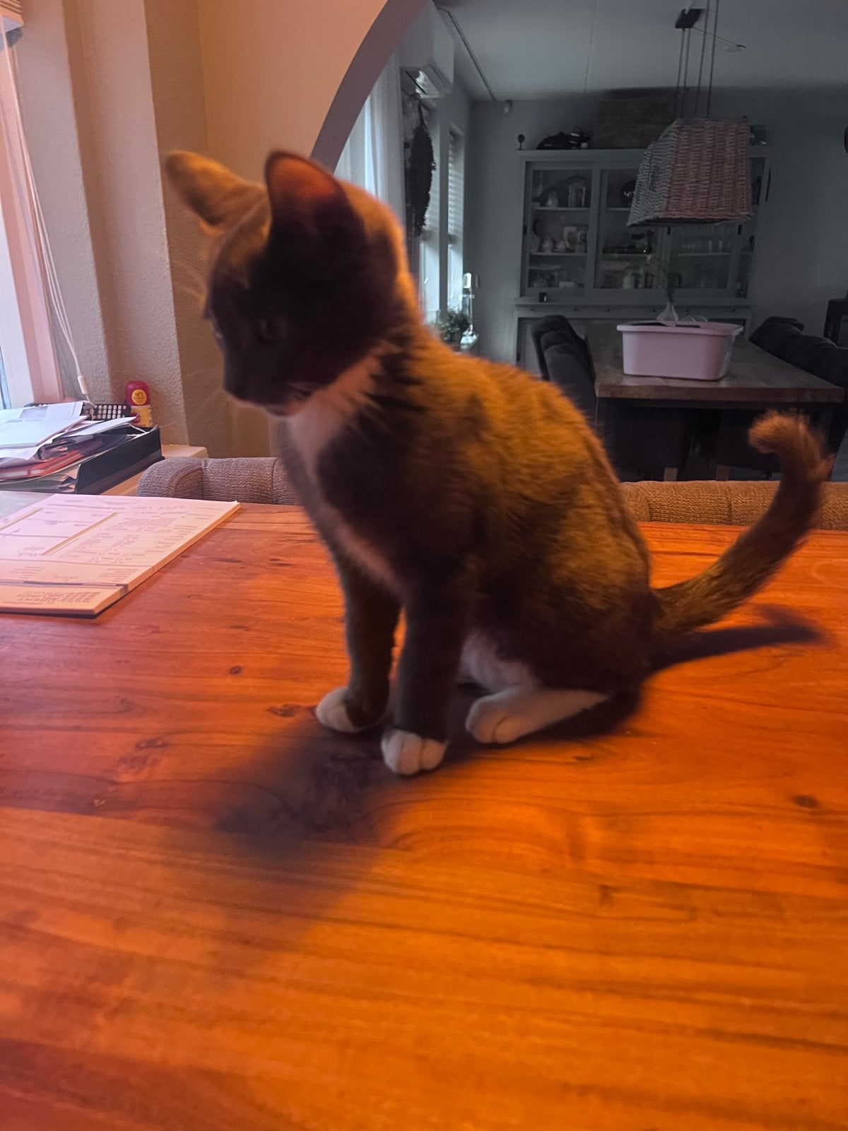 Kruising Britse korthaar, Kater, Kortharig, 0 tot 2 jaar