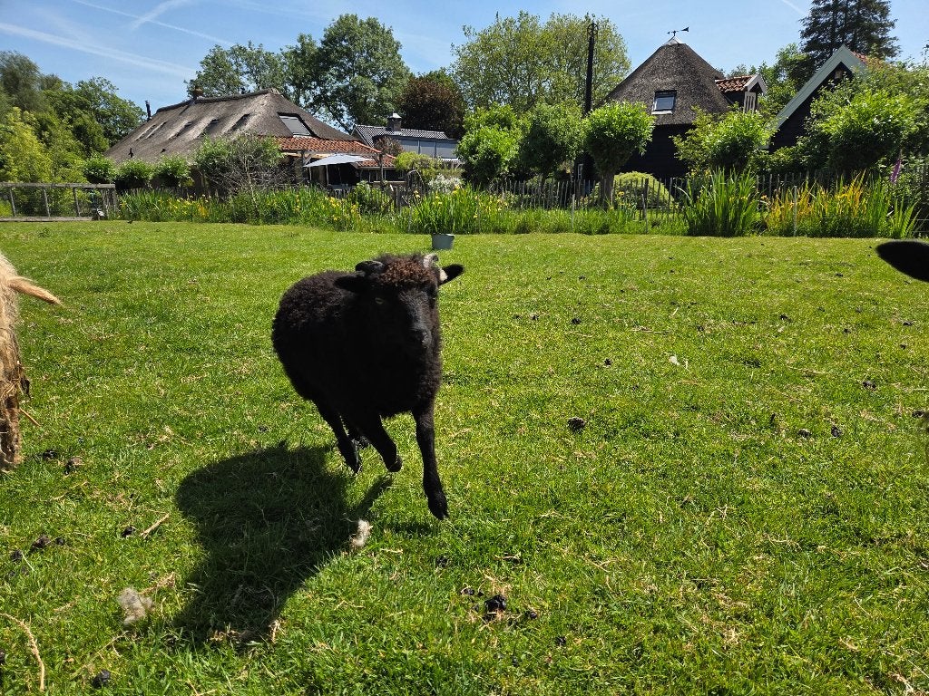 Ouessanten, Dieren en Toebehoren, Mannelijk, Schaap, 0 tot 2 jaar