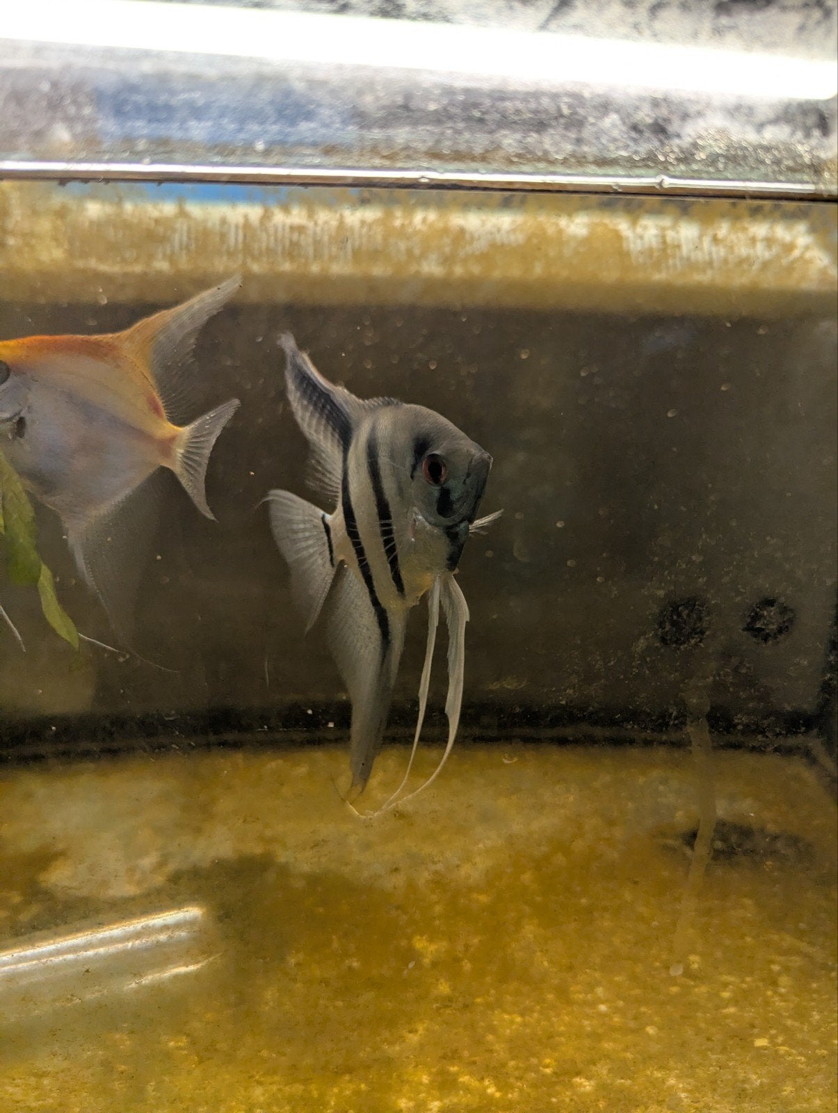 Twee maanvissen - pterophyllum scalare, Dieren en Toebehoren, Vissen | Aquariumvissen, Zoetwatervis, Vis
