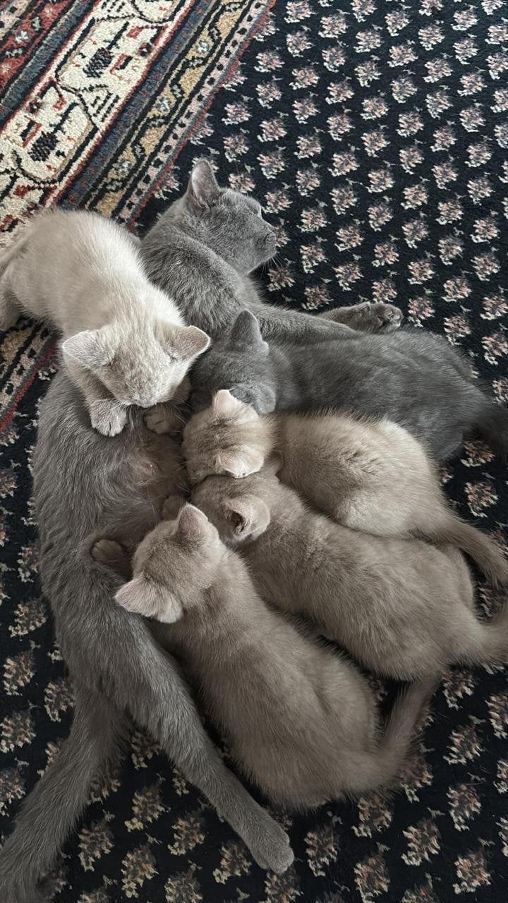 British Shorthai/  Britse korthaar kittens, Dieren en Toebehoren, Katten en Kittens | Overige Katten, Meerdere dieren
