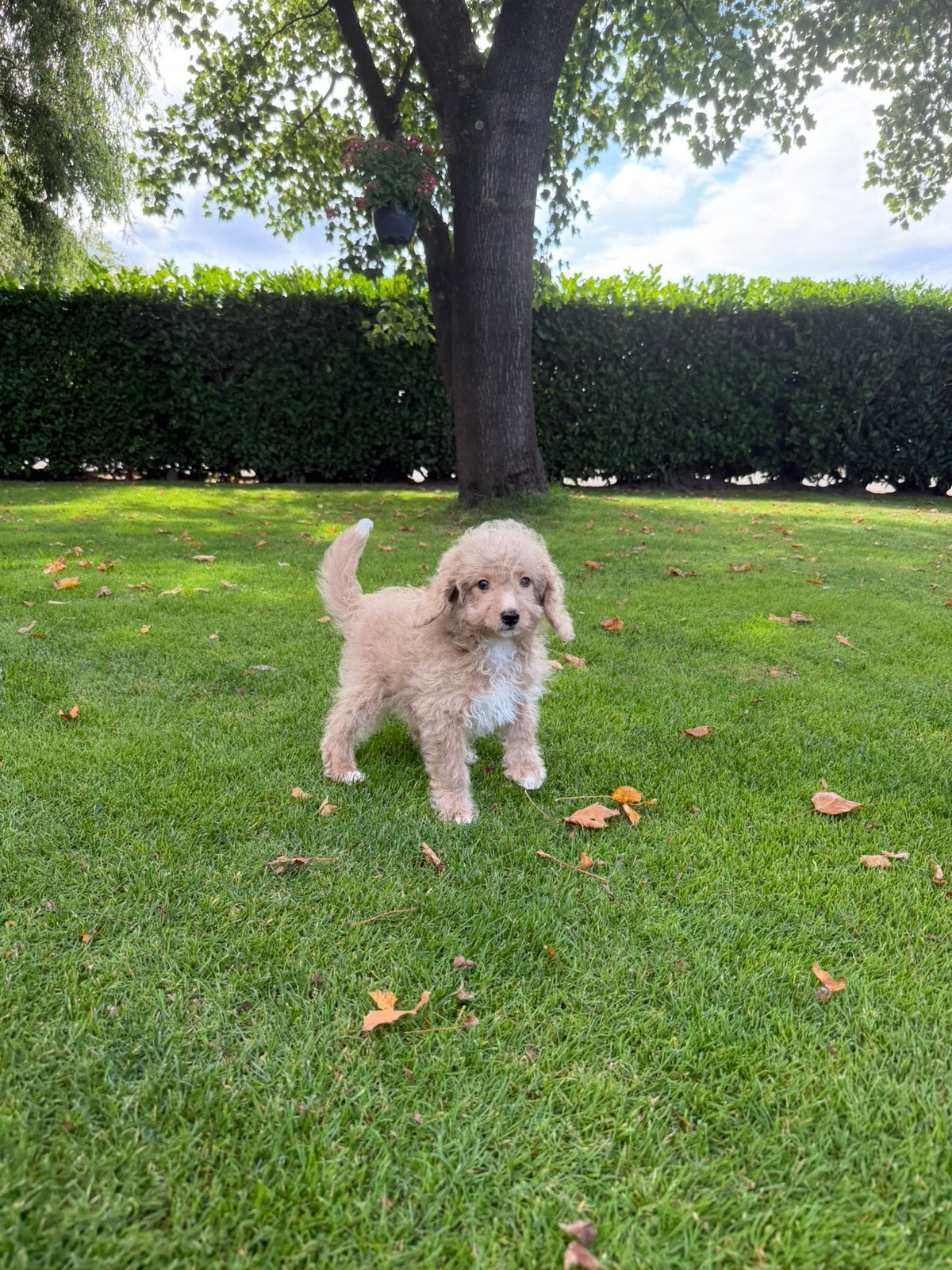 Mini Doodle (Mini Labradoodle x Poedel) pups, Poedel, Parvo, Nederland, 8 tot 15 weken