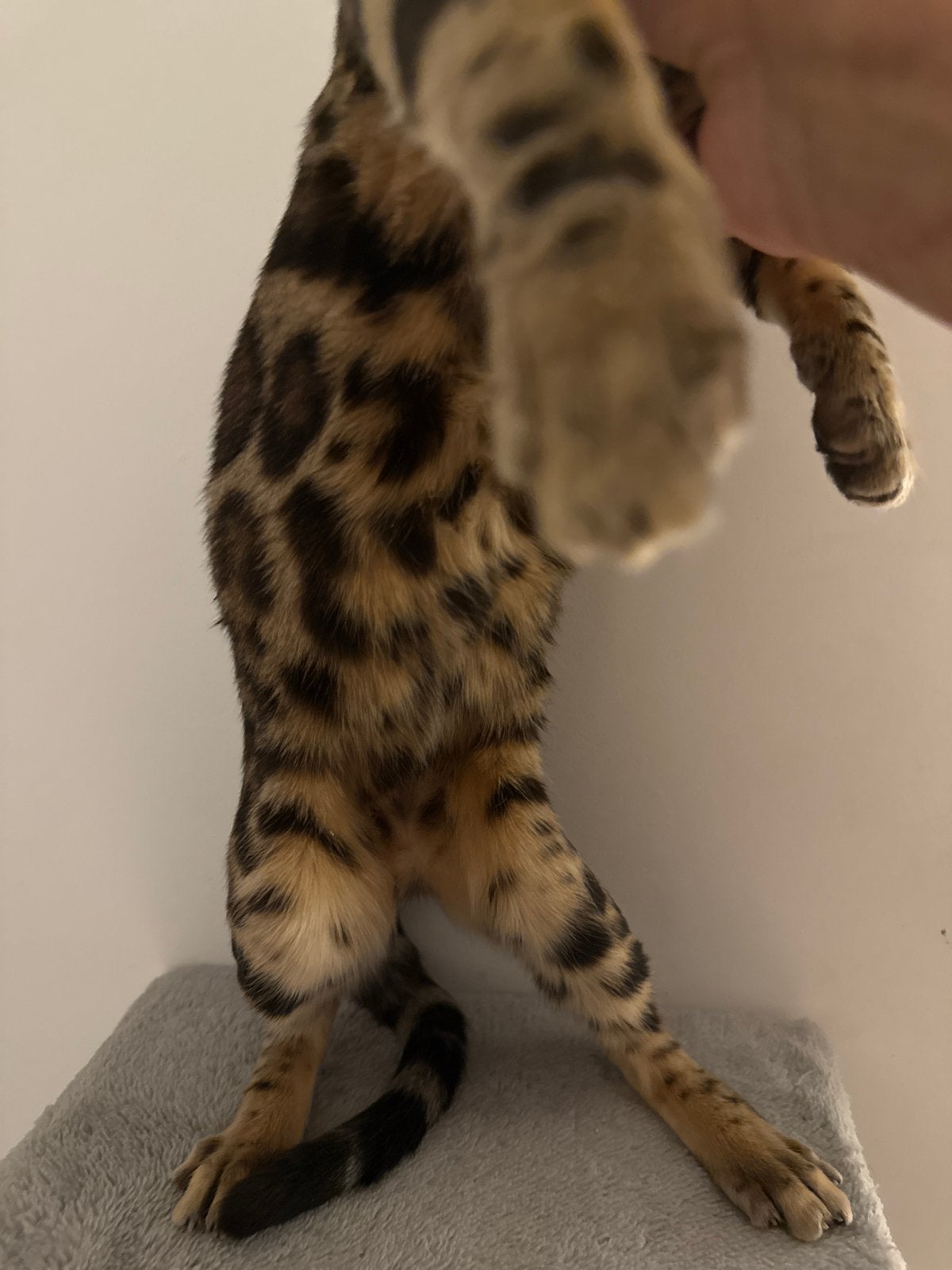 Bengaalse kat, Poes, Kortharig, 0 tot 2 jaar