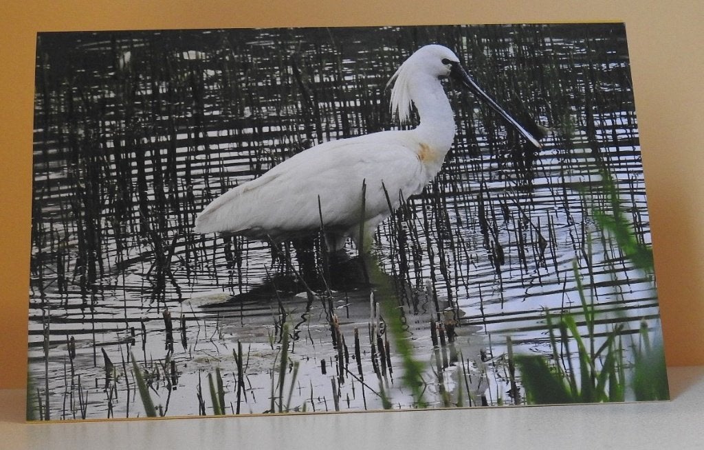 Kaart Lepelaar nr  2, Verzenden, Nieuw, Dieren