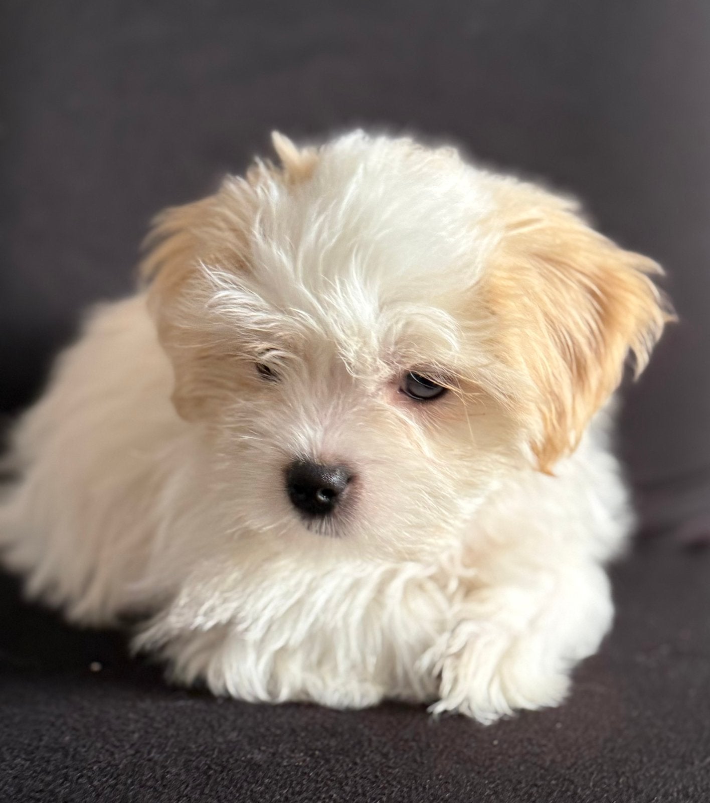 Maltipoo pups, Parvo, Overige rassen, 8 tot 15 weken, Meerdere