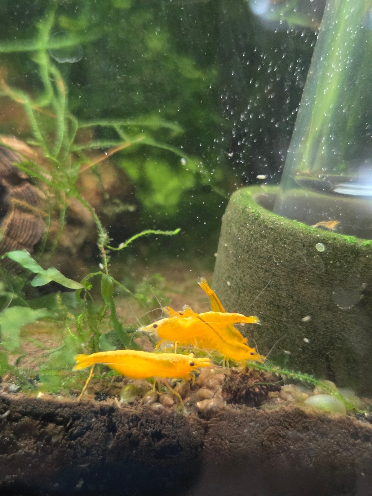 Orange Sakura Neocaridina Garnalen, Kreeft, Krab of Garnaal, Zoetwatervis, Schoolvis