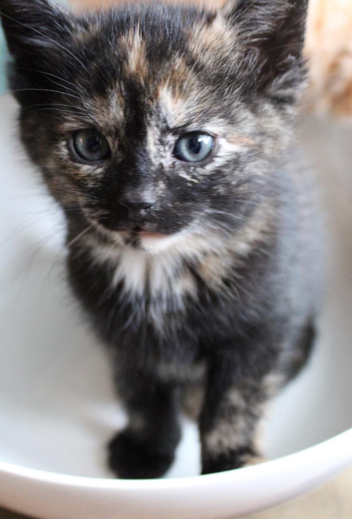 lieve kittens schildpadpoes en rood-wit katertje, Dieren en Toebehoren, Katten en Kittens | Overige Katten, Meerdere dieren, Kortharig