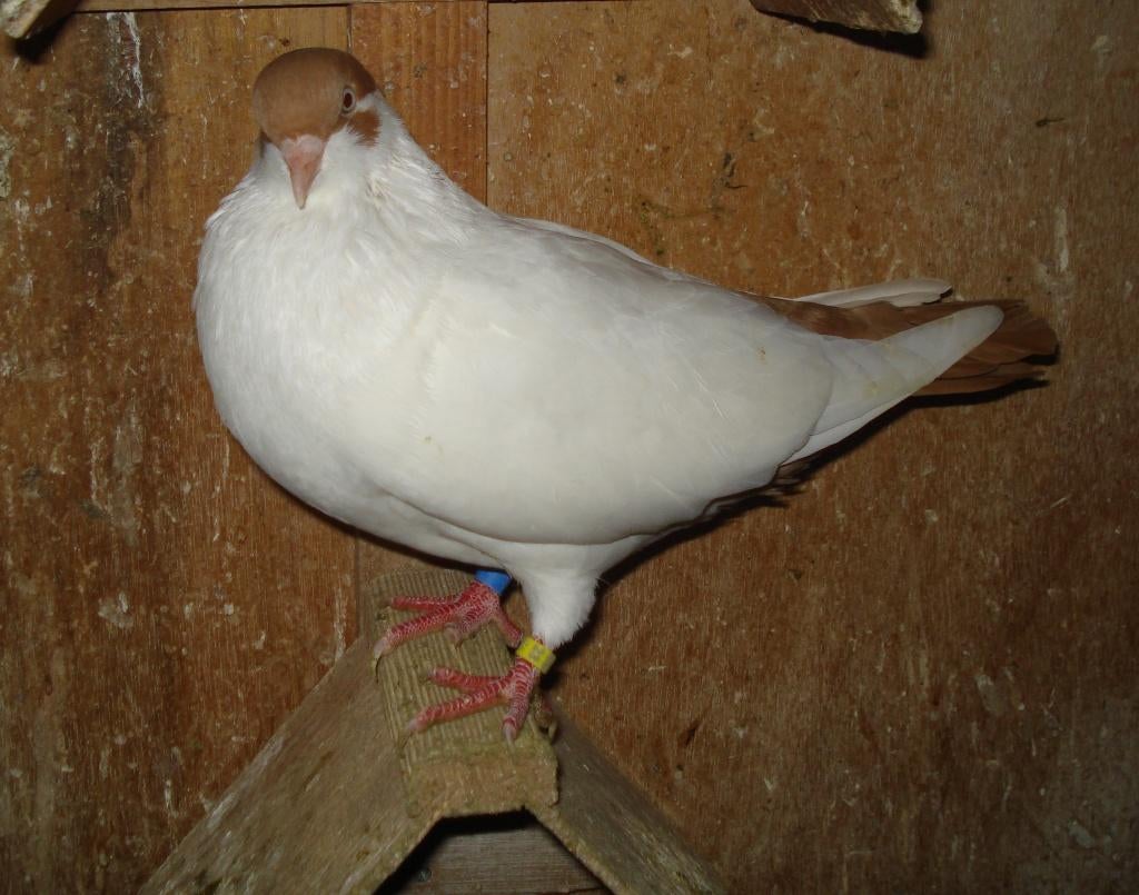 Nederlandse Helmduiven - gele doffers - sierduiven helmduif, Mannelijk, Tuimelaar of Roller
