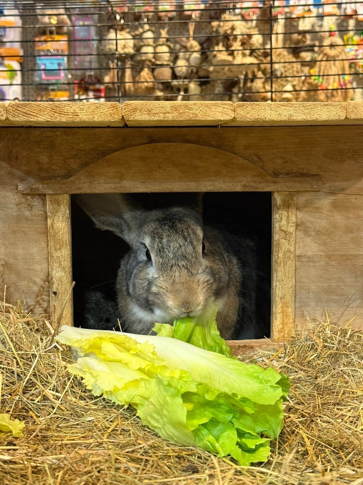 Konijnen, Dieren en Toebehoren, Meerdere dieren, Middelgroot, 0 tot 2 jaar